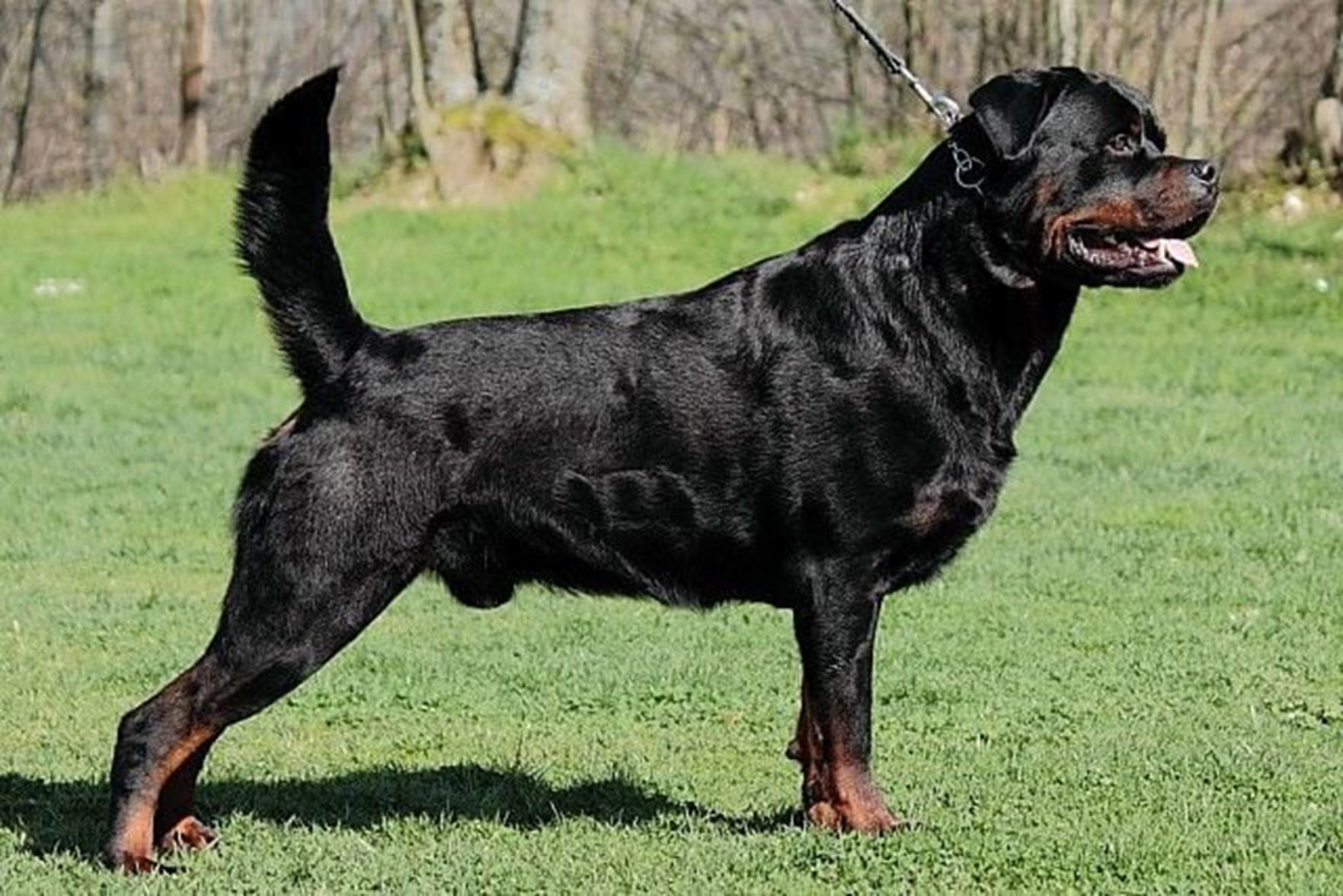 Want your dog to win at Westminster? You might need to cut off its ears or tail.